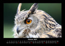 Vögel Fotokalender 2027 - 2