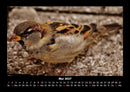Vögel Fotokalender 2027 - 5
