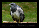 Vögel Fotokalender 2027 - 8