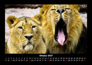 Löwen in der Wildnis Fotokalender 2027 - 10