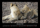 Löwen in der Wildnis Fotokalender 2027 - 11
