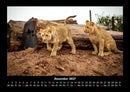 Löwen in der Wildnis Fotokalender 2027 - 12