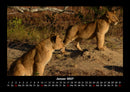 Löwen in der Wildnis Fotokalender 2027 - 1