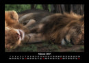 Löwen in der Wildnis Fotokalender 2027 - 2