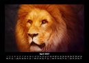 Löwen in der Wildnis Fotokalender 2027 - 4