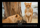 Löwen in der Wildnis Fotokalender 2027 - 6