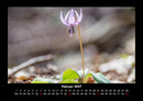 Blumenzauber Fotokalender 2027 - 2
