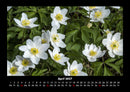 Blumenzauber Fotokalender 2027 - 4