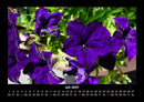 Blumenzauber Fotokalender 2027 - 7