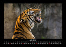 Welt der Tiere Fotokalender 2027 - 7