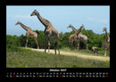 Giraffen Fotokalender 2027 - 10