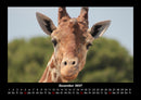Giraffen Fotokalender 2027 - 12