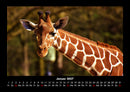 Giraffen Fotokalender 2027 - 1