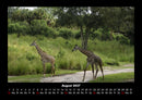 Giraffen Fotokalender 2027 - 8