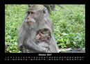 Welt der Affen Fotokalender 2027 - 10