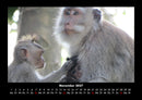Welt der Affen Fotokalender 2027 - 11