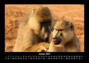 Welt der Affen Fotokalender 2027 - 1