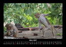Welt der Affen Fotokalender 2027 - 3