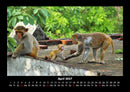 Welt der Affen Fotokalender 2027 - 4