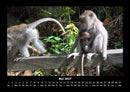 Welt der Affen Fotokalender 2027 - 5