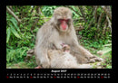 Welt der Affen Fotokalender 2027 - 8