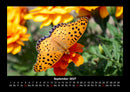 Bunte Pracht der Schmetterlinge Fotokalender 2027 - 9