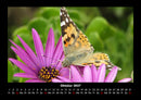 Bunte Pracht der Schmetterlinge Fotokalender 2027 - 10