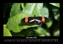 Bunte Pracht der Schmetterlinge Fotokalender 2027 - 11