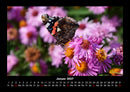 Bunte Pracht der Schmetterlinge Fotokalender 2027 - 1