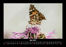 Bunte Pracht der Schmetterlinge Fotokalender 2027 - 5