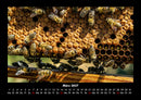 Bienen Fotokalender 2027 - 3