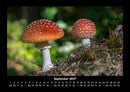Pilzkalender Fotokalender 2027 - 9