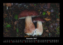 Pilzkalender Fotokalender 2027 - 12