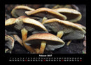 Pilzkalender Fotokalender 2027 - 2