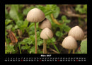 Pilzkalender Fotokalender 2027 - 3