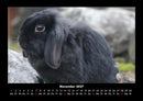 Haustierkalender Fotokalender 2027 - 11