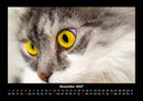 Haustierkalender Fotokalender 2027 - 12