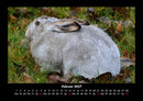 Haustierkalender Fotokalender 2027 - 2