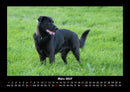 Haustierkalender Fotokalender 2027 - 3