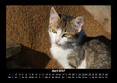 Haustierkalender Fotokalender 2027 - 4