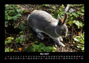 Haustierkalender Fotokalender 2027 - 5