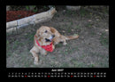 Haustierkalender Fotokalender 2027 - 6