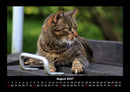 Haustierkalender Fotokalender 2027 - 8