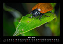 Pflanzen und Blüten Fotokalender 2027 - 3
