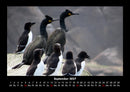 Der Tierkalender Fotokalender 2027 - 9