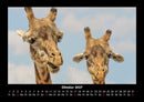Der Tierkalender Fotokalender 2027 - 10