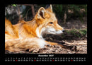 Der Tierkalender Fotokalender 2027 - 12