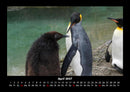 Der Tierkalender Fotokalender 2027 - 4