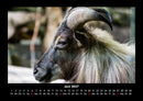Der Tierkalender Fotokalender 2027 - 6
