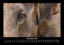 Der Elefantenkalender Fotokalender 2027 - 11